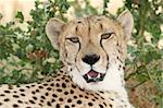 Magnificent cheetah wildcat with beautiful fur