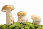 Three porcini on green moss with white background