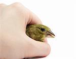 European Greenfinch (Chloris chloris) sits in arm