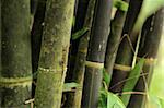 bamboo with lizard