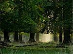 beech forest with fog and warm sunshine in autumn, fall