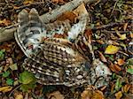 Dead tawny owl on forest floor, cause of death unknown