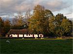 Medieval farm house in autumn with sheep in the foreground