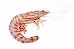 Shrimp isolated on white background