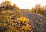 Dirt road in yellow landscape in the autumn