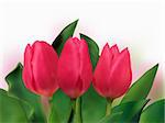 bunch of tulips on white. EPS 8 vector file included