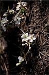 White cheery flowers blossom under in sunshine