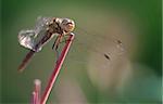 Close up of dragonfly on a straw