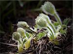 Green baby pasqueflowers in spring