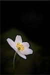 Close up of wood anemone (anemone nemorosa) isolated on black