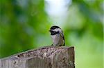 Black-capped Chickadee (Poecile atricapillus) perched on a wooden pole with a green background