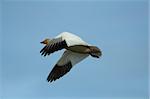 Snow goose (Chen caerulescens) flying with a clear blue sky background