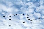 Flock of snow geese (Chen caerulescens) flying in a formation