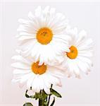 bouquet of white beautiful camomiles for background