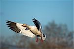 Snow goose (Chen caerulescens) flying