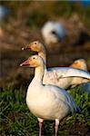 Snow geese (Chen caerulescens) on a field