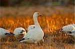 Staring snow goose on the field during sunset