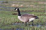 Canada goose in grass and mud