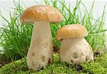 Two porcini on green moss with white background