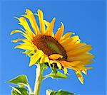 beautiful yellow sunflower against a sky background