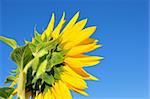 one bright colors sunflowers  with green leaves on background blue sky