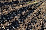 brown, fertile, plowed soil of an agricultural field