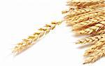 isolated golden wheat ear after the harvest