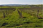 Vineyard in early spring, Livermore, California