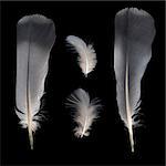 Pigeon feathers isolated on black background.