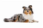 Shetland Sheepdog, Sheltie dog isolated on a white background