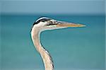 The head and neck of a Great Blue Heron in profile at a Florida beach.