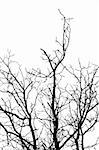 Leafless tree silhouette on white background.