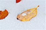 Autumn leaves on first snow with water drops