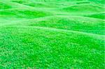 Hilly field of bright green grass