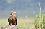 Black Kite (Milvus migrans.) Bird of prey Black Kite, sitting on a stone, it is wide opened  a beak.