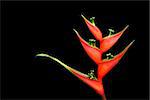 heliconia flower on dark background