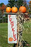 Orange pumpkins on top of pumpkin sign