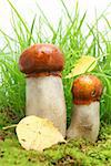 Two orange-cap boletuses on green moss