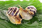 Two snails on leaf over white background