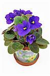 White pot with violet violets over white background