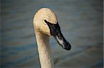 The head and upper neck of a Trumpeter Swan with a pond in the background.