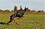 purebred black doberman running in a field