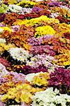 Colorful chrysanthemum and daisy flowers