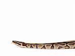 Royal python snake isolated on white background