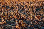 Corn Field after harvest - November