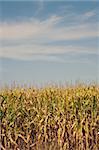 Corn field, summer time. Midwest, USA.