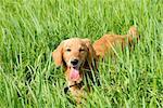 golden retriever young dog in green grass outdoor