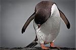 Penguin gives himself up while standing on a stone pillar