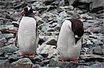 two identical penguins resting on the stony coast of Antarctica