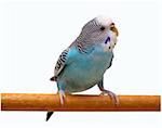 Australian Blue Parrot isolated on the white background